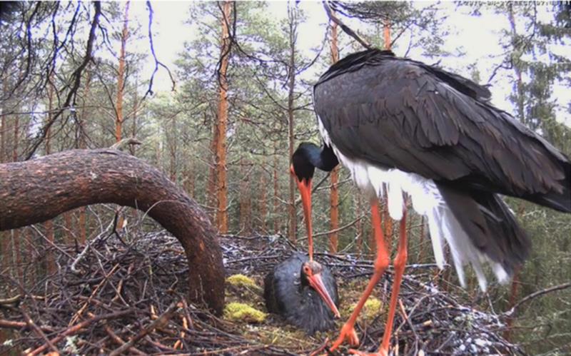 Black stork pair at nest, male Karl at left replaces brooding female Kati
