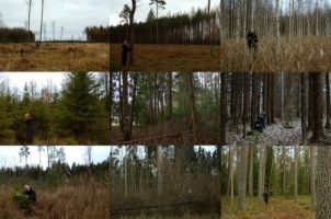 The Conservation Biology Working Group at the University of Tartu commemorates the ending year with an  image series on a forest theme, where our people introduce different views of what a forest actually can be that have caused polemics this year