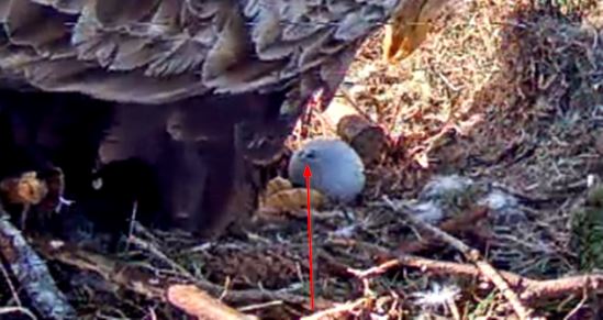 The eagle chick has picked holes in the shell with its egg tooth and squeaks …
