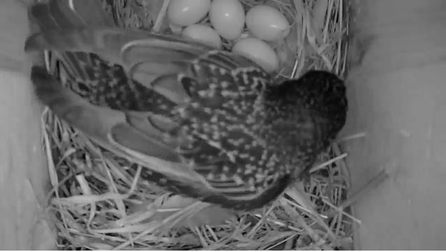 By 10 o’clock in the morning the fifth egg was in the nest box