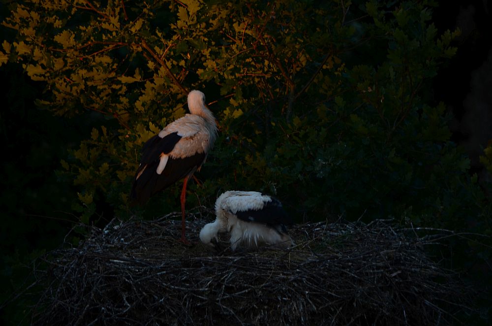 Adult and young stork  in evening light 