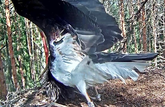 The young bird Aru (letter A on the leg number) has injured the underside of its wing on its test flights but the slight tear seems to be healing. It is the bird that spends most of its time in the nest. The other young bird can be seen in early morning 