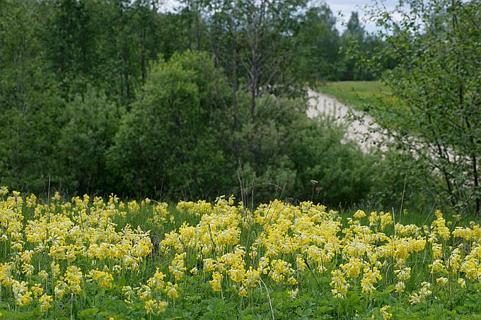 Aas nurmenukkudega. Astuvere, Otepää kõrgustik