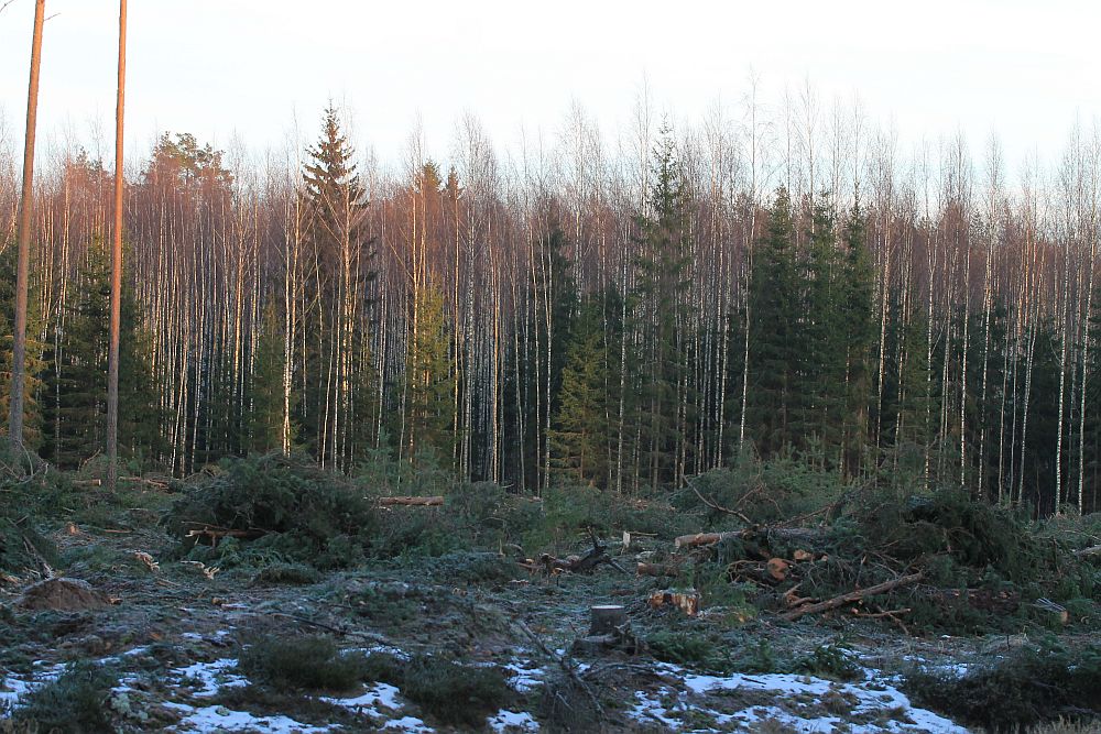 Ühe metsatuka lõpp