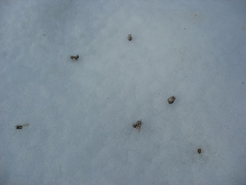 Hukkunud mesilased lumel