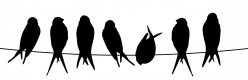 birds-on-a-wire-w.jpg