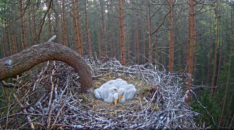 Kodus saab omapäi hakkama küll. 