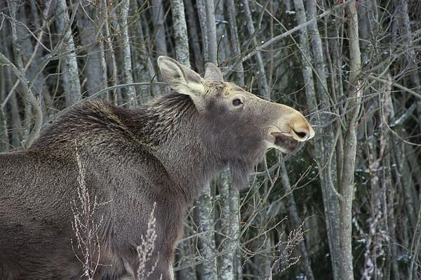 how-does-climate-affect-elks-looduskalender-ee