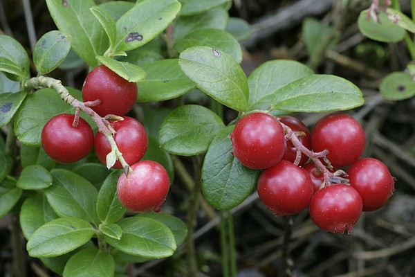 bearberry