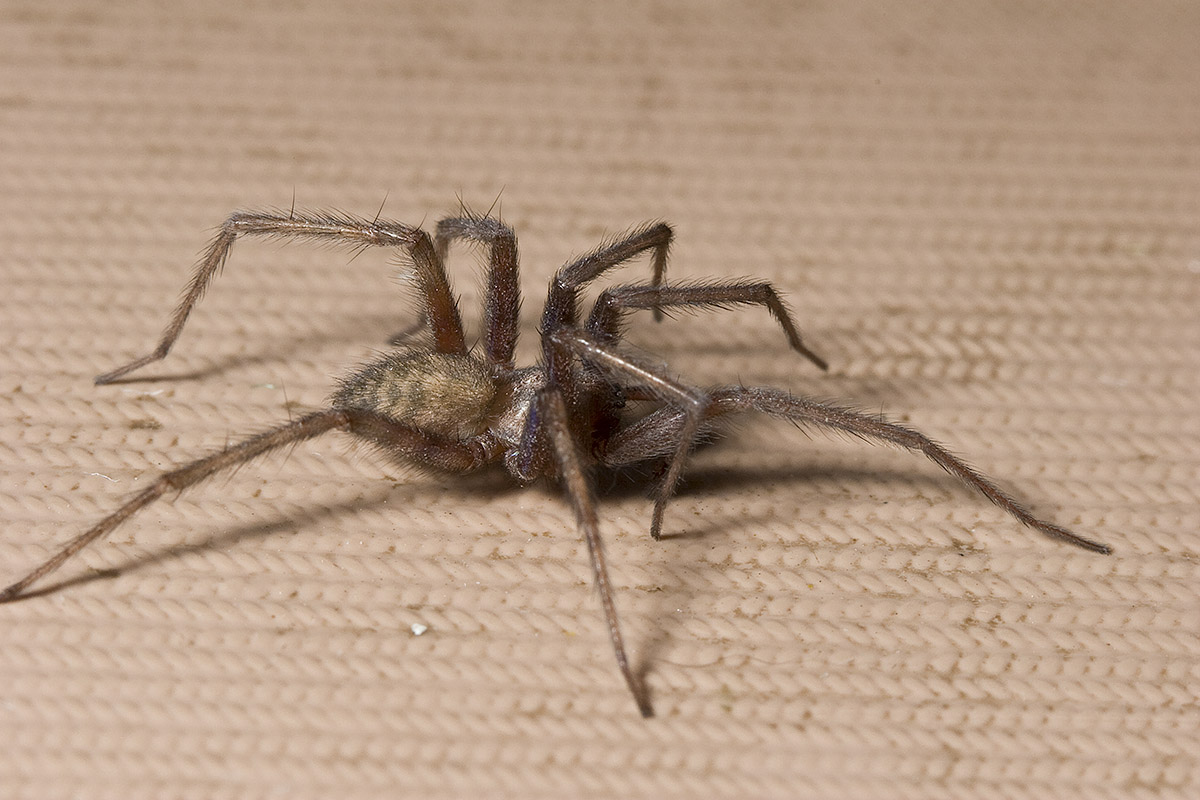 Eesti Meie Kodu Loomad /Giant House Spiders; Harmless ( They Live In