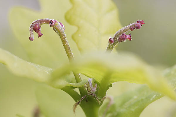 Eichenblüte hat die nördliche Küsten erreicht