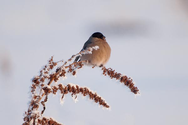 Bullfinches At Bird Feeder Looduskalender Ee