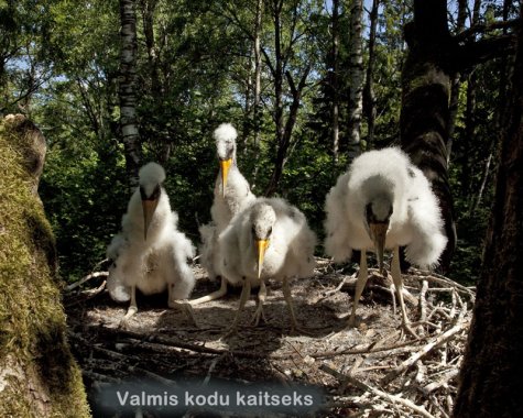 pojad