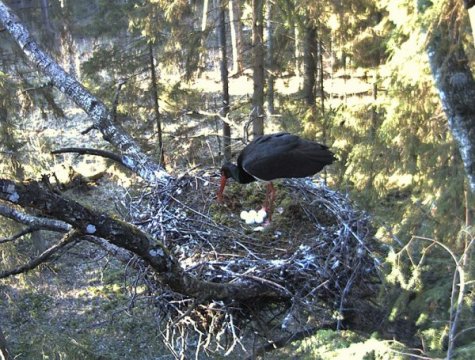 Viis muna Donna pesas Viis muna Donna pesas