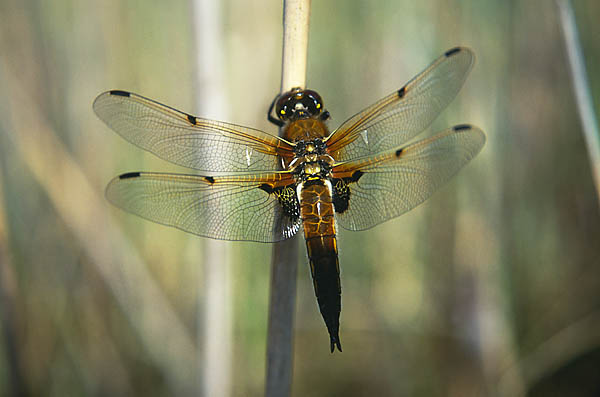do dragonflies migrate looduskalender ee do dragonflies migrate looduskalender ee