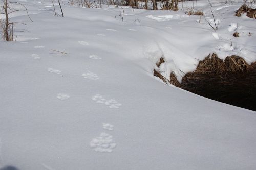 Least Weasel Tracks