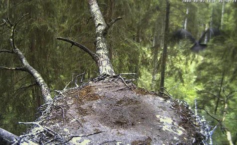 Ms Little esimene lend Ms Little esimene lend