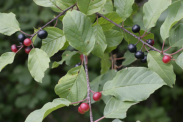 GIFTIGE BEEREN Faulbaum looduskalender.ee