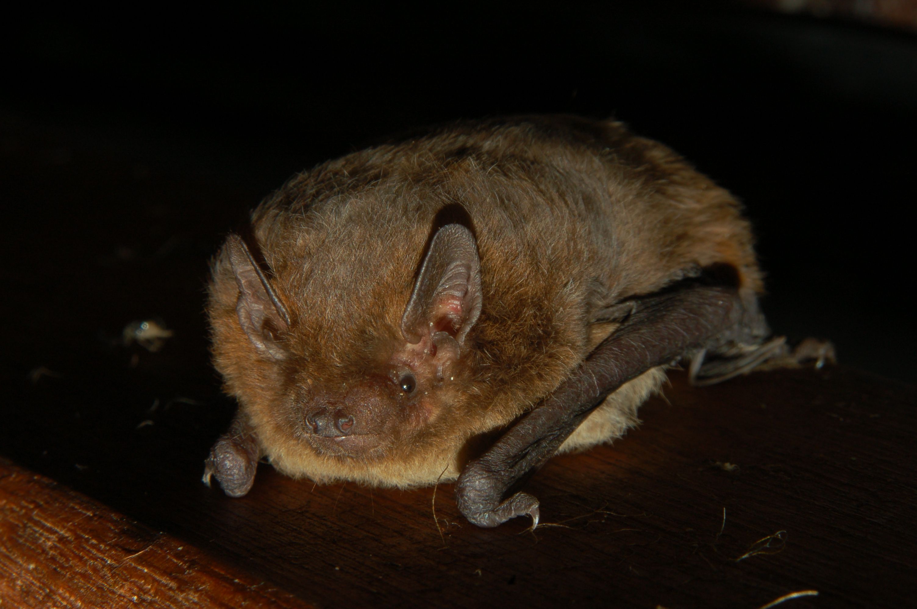 Image result for common pipistrelle