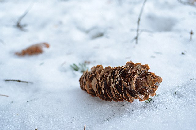 Kes on käbi kallal käinud? | looduskalender.ee