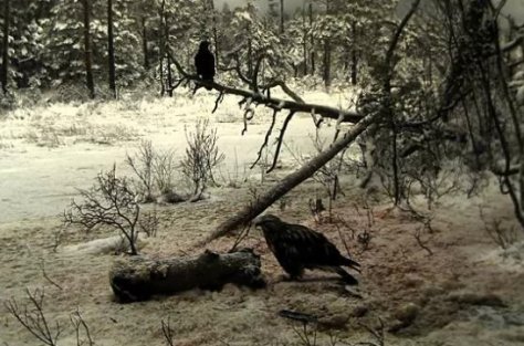 Karvasjalg-viu 26. novembril kaameras Karvasjalg-viu 26. novembril kaameras