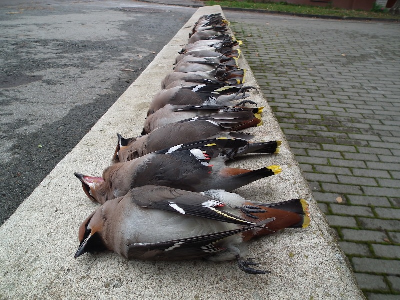 save birds from flying into windows looduskalender ee save birds from flying into windows looduskalender ee