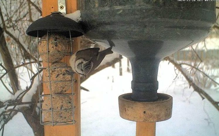 Estonia Winter Bird Feeder Camera Crested Tit Ann Novek Luure