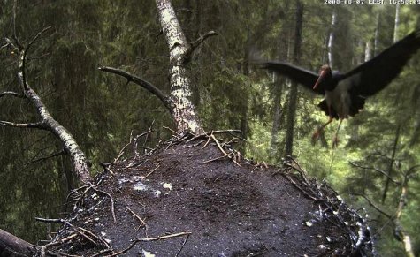 Kurepesa juba tihti tühi Kurepesa juba tihti tühi