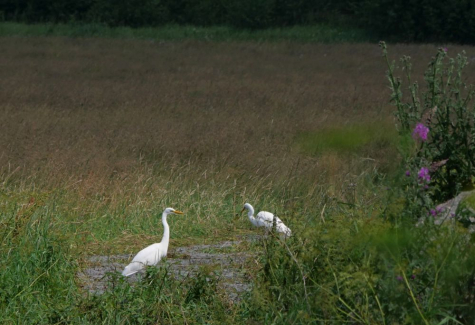 Hõbehaigrud