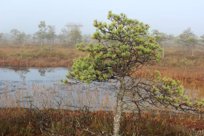 Männikjärve raba Endla looduskaitsealal