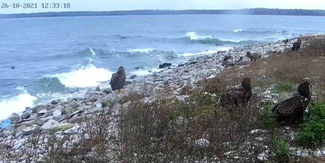 Kuus merikotkast hülgekaamera ees