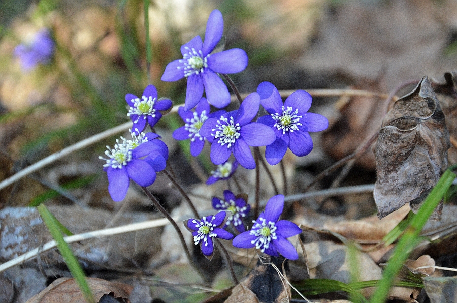 Hepaticas at Polli.