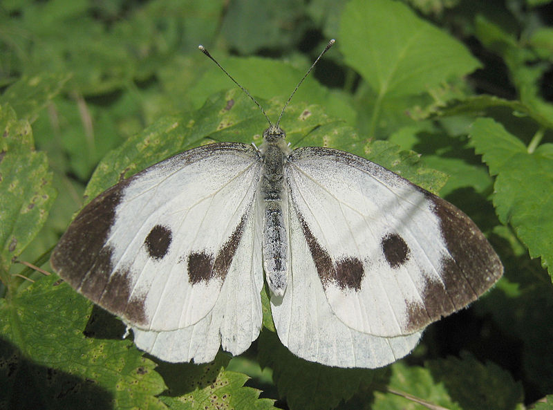 Female cabbage white butterflyEmasliblikas