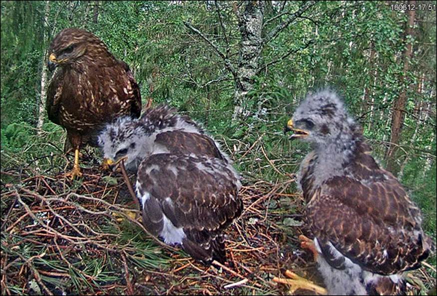 Adult with the buzzard chicks
