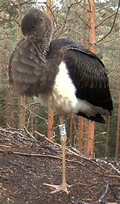 Storklet back in nest