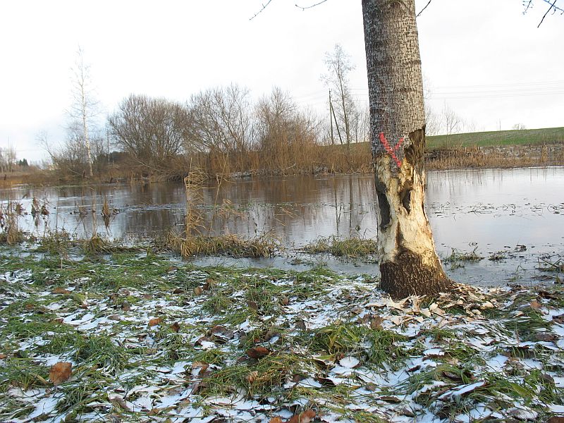 Kopra poolt kahjustatud ja inimese poolt märgistatud haab Pedja jõe kaldal