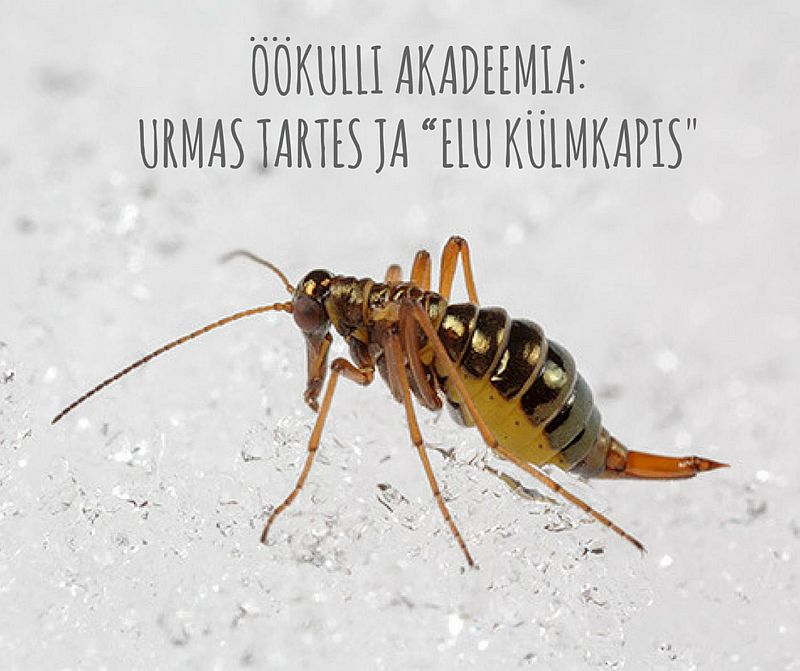  Öökulli akadeemia