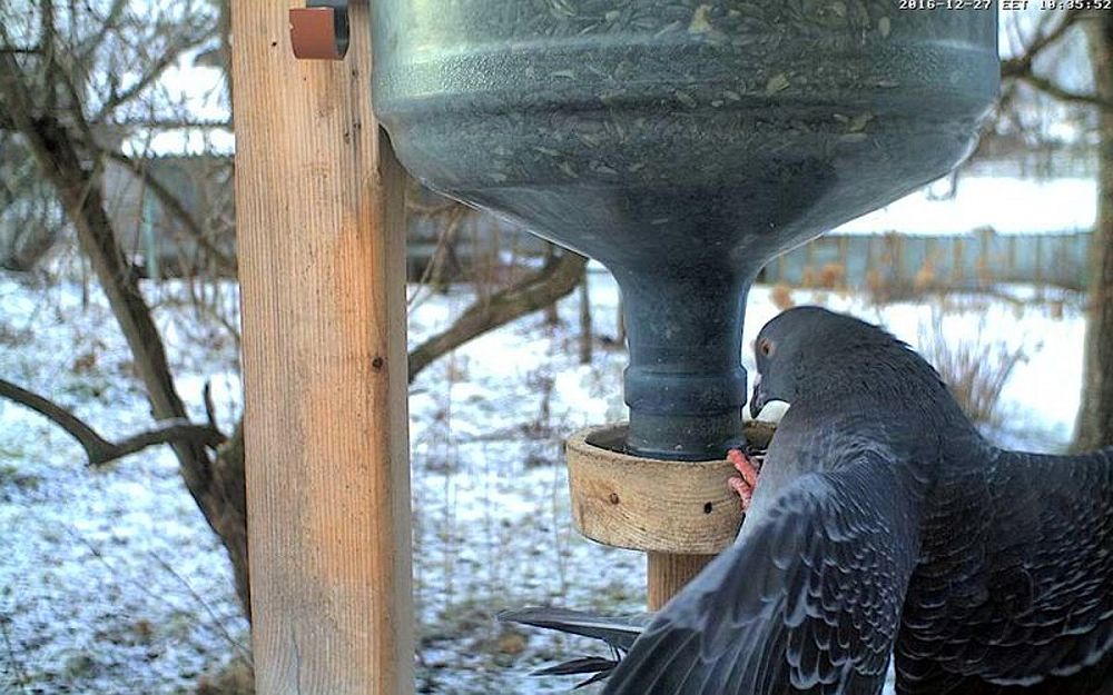 Kui söötmiskoha all on maapind sihvkadest tühjaks söödud üritatakse tasakaaluharjutusi…