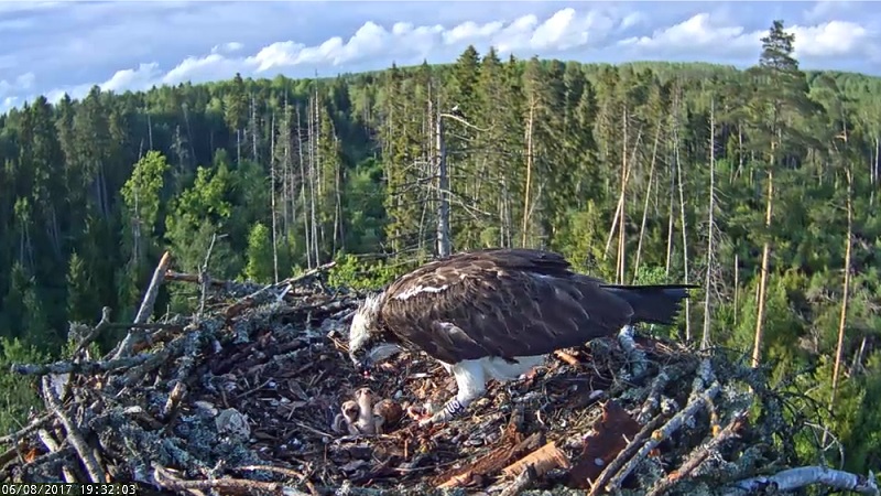 …and so there are two beaks to feed