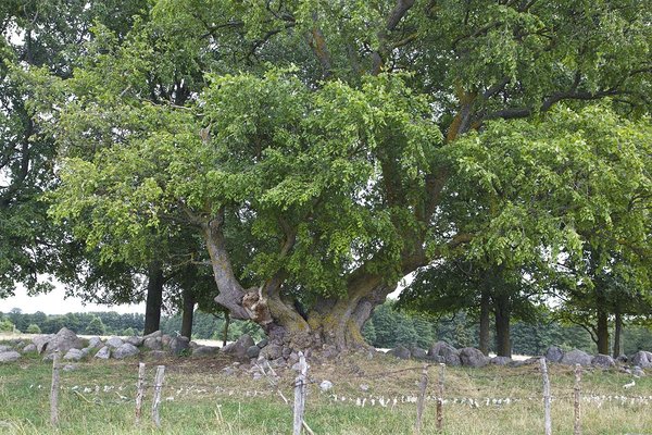 Verdrehter Baum auf kleiner Insel Looduskalender
