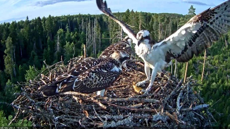 Keegi ei pea nälga kannatama. Vastu õhtut tuuakse kala noorele isaslinnule