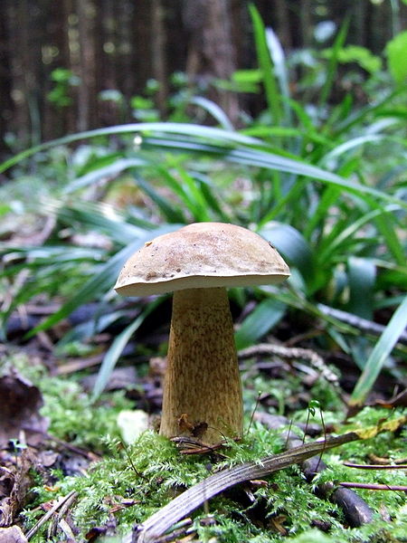 Bitter bolete