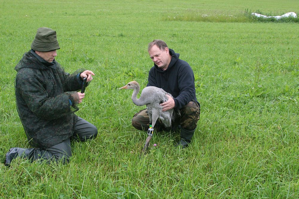 „Mustakurmu“ and birdmen Ivar Ojaste and Uko Blieve