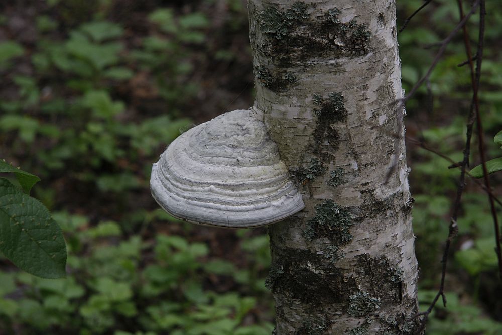 Tinder polypore on birch trunk  