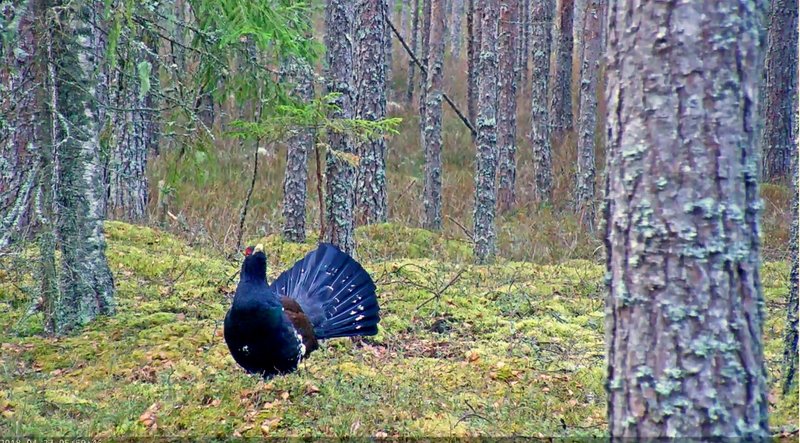 Metsisekukk mängupaigas kell 6 hommikul