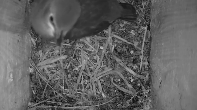 At eight o’clock the smallest starling chick remained in the nest box