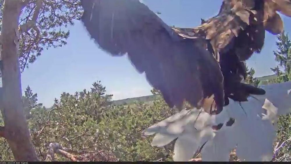  So it happened yesterday as Suvi arrived at the nest.