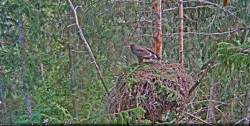 Tõepoolest kena suur-konnakotka noorlind, kes saab 1. septembril kolme kuuseks