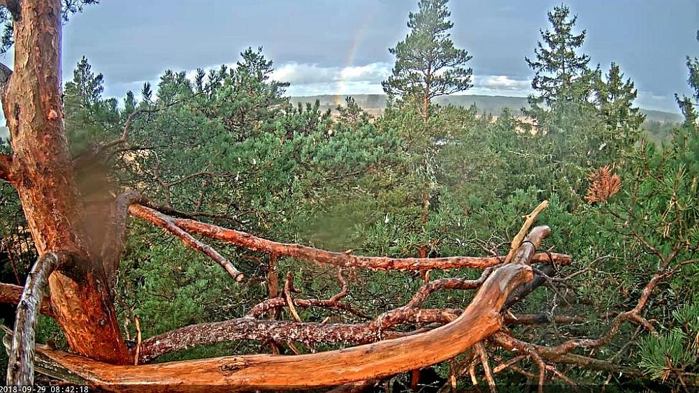 Selliseks oli merikotkapaari Suvi ja Sulevi pesa muutunud hooaja lõpuks