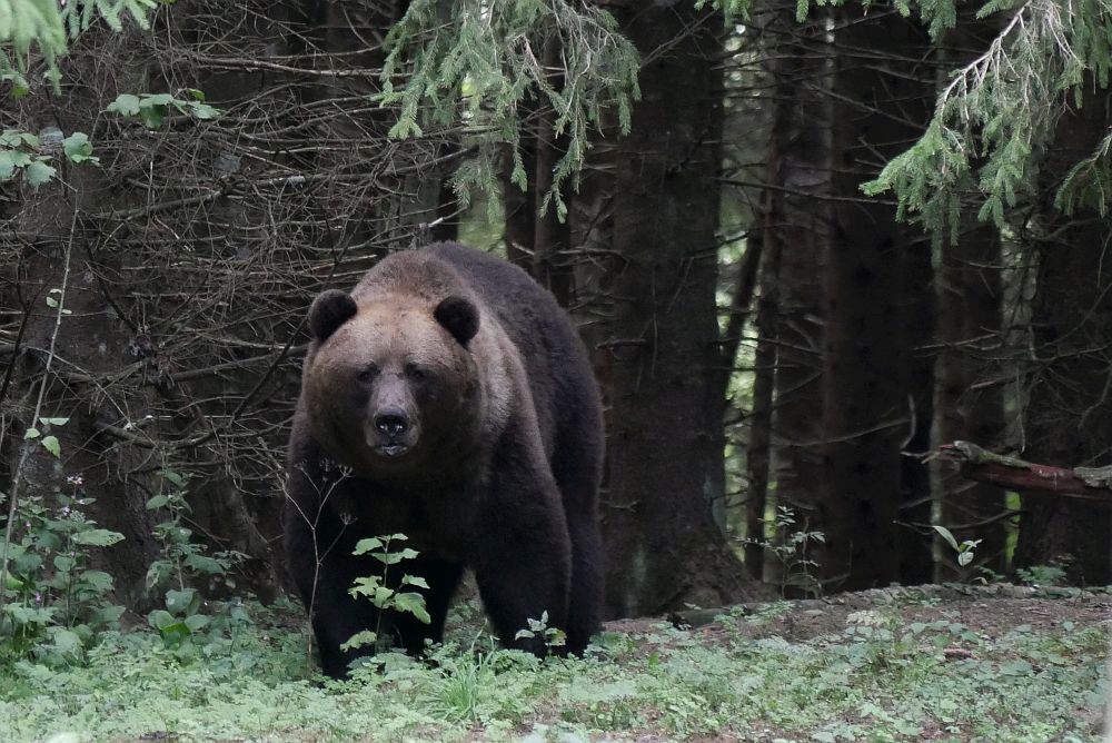 Ilusaks ja ümaraks on karud ennast suvega söönud, kevadel käidi ringi paari numbri jagu suurema kasukaga, aga nüüdseks paistab uues, tihedas talvekasukas kõik ilusasti trimmis olevat